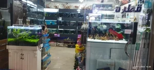 آکواریوم قطره 2
