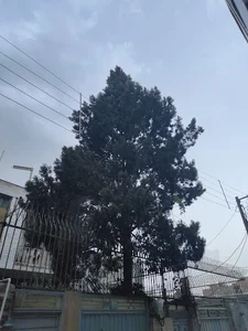 سرو بزرگ لیموچی