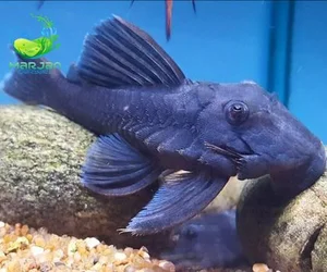 فروشگاه تجهیزات آکواریوم پینک