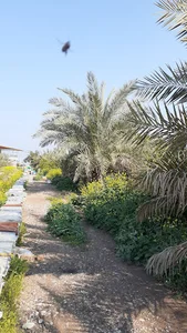 عسل طبیعی عبداله نژاد
