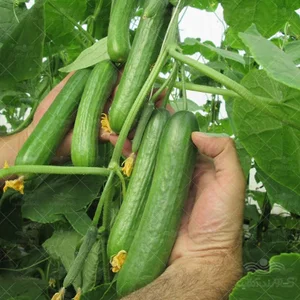 گلخانه احمدی فر