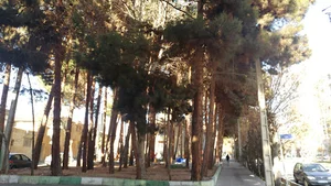 پارک علی