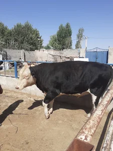 دامپروری بادپر
