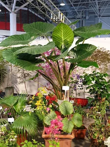 Tafakor greenhouse (گلخانه و نهالستان تفکر)