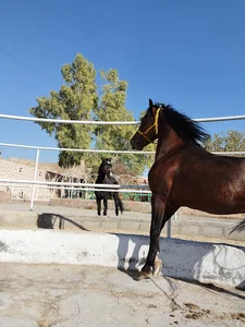 کافه و باشگاه سوارکاری آریا