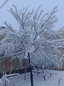 همیشه الدین