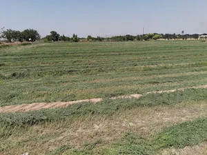 کشت وصنعت حنیف