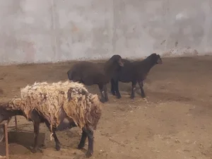 دامپروری صنعتی جیران
