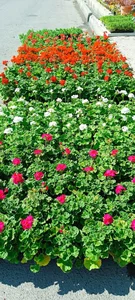 نمایشگاه گل و گیاه ناندینا 3