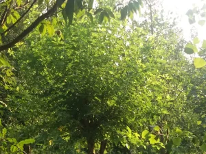 گیل