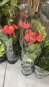 گل فروشی گرین هاوس 5
