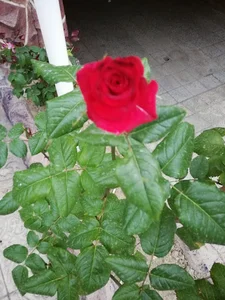 قصابی سعید