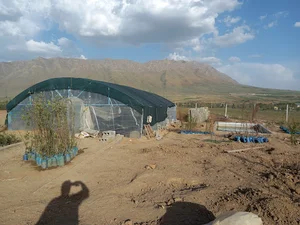 نهال فروشی نعلبندی میاندواب