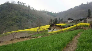 تعمیرات طلا و نقره نمومه