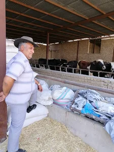 پرورش دام سنگین قائم