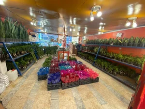 بونسای سعید حسینعلی