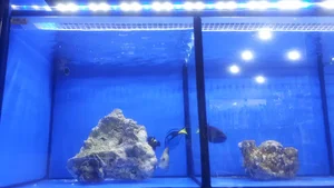 AQUA PALLADIUM