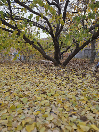 Ghodrat.Narimani.Garden