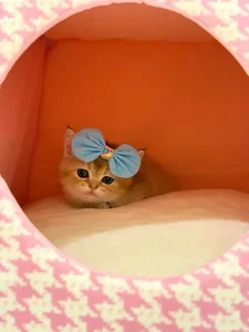Sanjab Pet Store | پت شاپ سنجاب 5