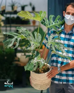 دژاوو گاردن 5