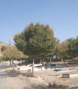 جهان نما
