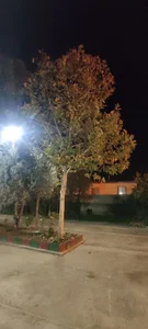 مسجد صاحب الزمان