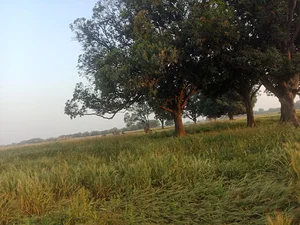 Barana