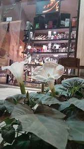 کافه بای قهوه 4