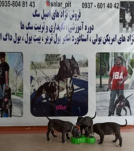 پت شاپ سالار پیت و پانسیون 4