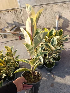 گخانه و نهالستان گلباغچه