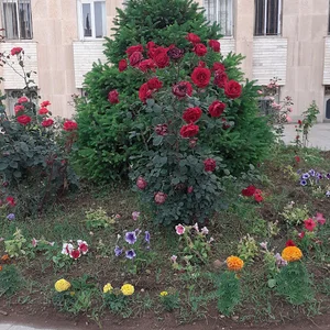 سازمان جهاد کشاورزی ایلام