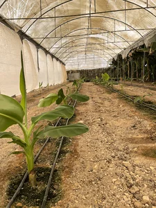گلخانه و پرورش ماهی یاس