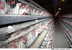 Maleki's livestock