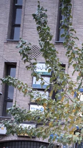 رادیوگرافی دندان