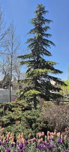 زمین بسکتبال پارک ایران زمین