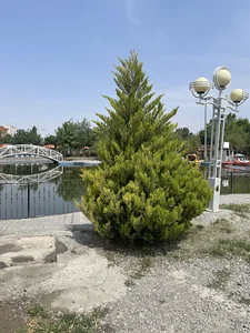 دریاچه پارک