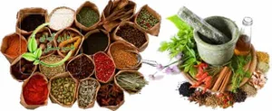 گیاهان داروییگل پونه 2