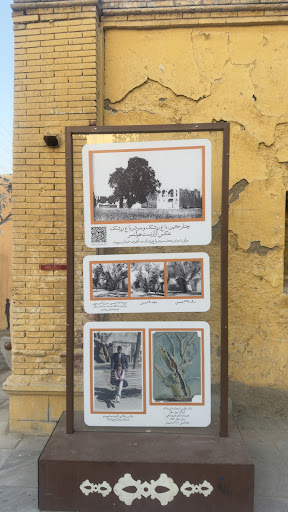 محل درخت چنار تاریخی باغ زرشک