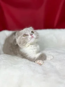راد پت 5