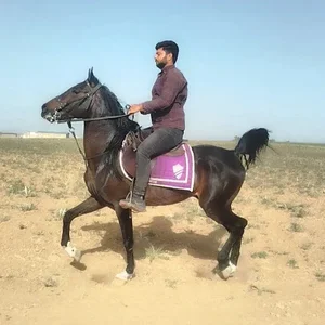 مجموعه سوارکاری مدیا هورس