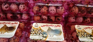 مزرعه آشیانه سپید
