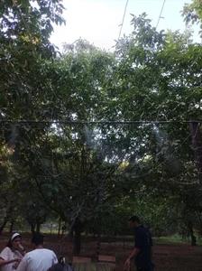 کافه باغ نوبهار 5