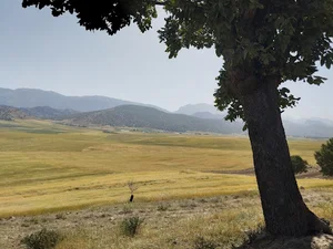 گندابه
