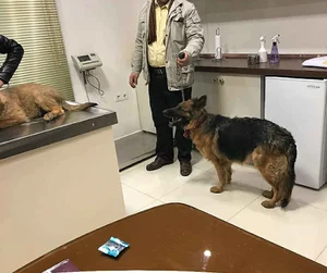 درمانگاه دامپزشکی دکتر مشرف زاده