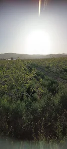 باغ نورائی