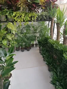 گل و گیاه آپارتمانی میم (پلاک۳۲) 2