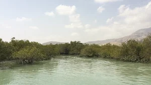 جنگل حرا بندرخمیر