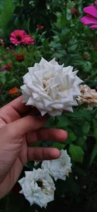 گل فروشی آرکس 3