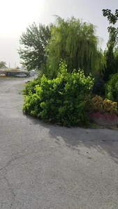 قالیشویی سپید 3