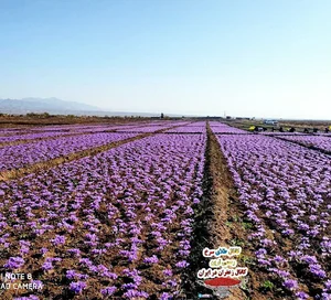 آوازه زعفران ایرانیان ، خانواده
